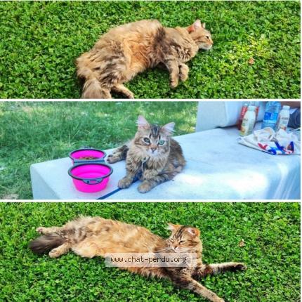 Photo 1/1 Choupette Chat lost in Pierreefontaine les blamont