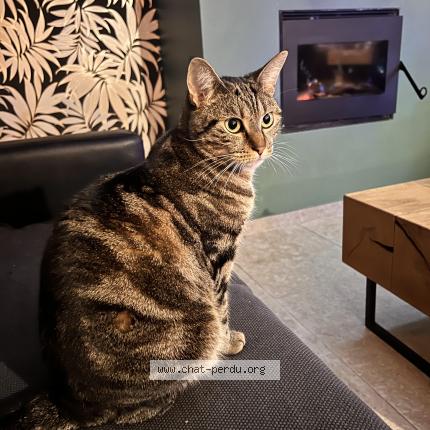 Photo 1/1 TSUKI Chat lost in Wambrechies