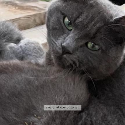 Photo 1/1 Virgule Chat lost in Saint bonnet de mure