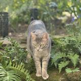 Picture of cat lost at Reze