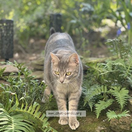 Photo 1/1 Mia Chat lost in Reze