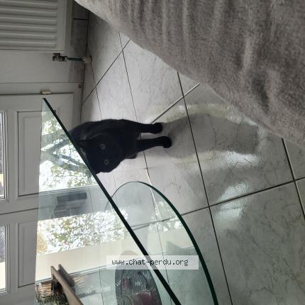 Photo 1/1 B&eacute;b&eacute; Chat lost in Saint andre les vergers