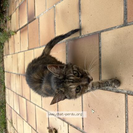 Photo 1/1 Found cat Found in Saint orens de gameville