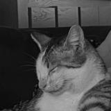 Picture of cat lost at Soppe Le Bas