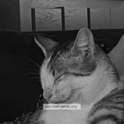 Photo 1/1 Loki Chat lost in Soppe le bas