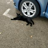 Picture of cat found at Lyon