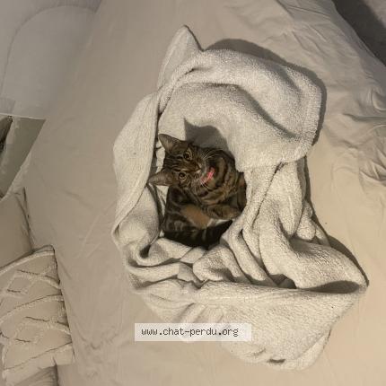 Photo 1/1 Akira Chat lost in Lormaison