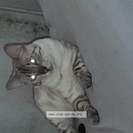 Photo 1/1 Sweety Chat lost in Bourg de peage