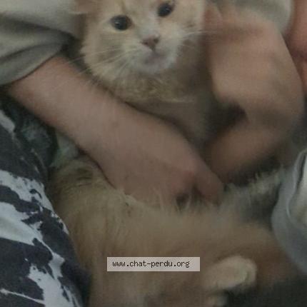 Photo 1/1 Nala Chat lost in Rawdon