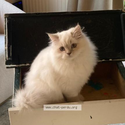 Foto 1/1 Kat teruggevonden Vermist in Brussel