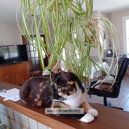 Photo 1/1 Ambre Chat lost in Vougy