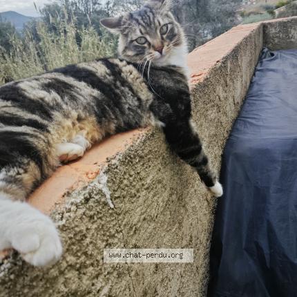 Photo 1/1 Socks alias Esteban Chat lost in Saint martin du var