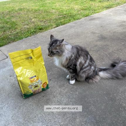 Photo 1/1 Stella Chat lost in Montaigu vendee