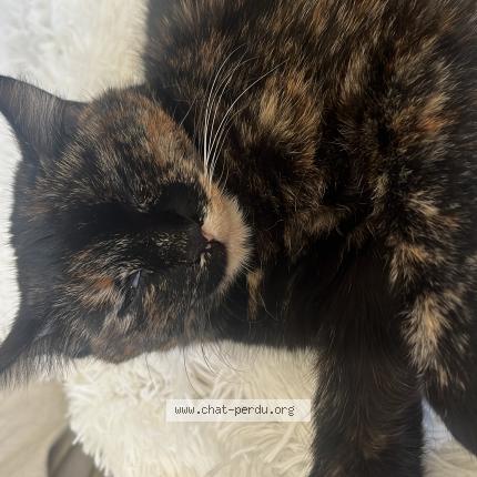 Photo 1/1 Kaida Chat lost in Bossonnens