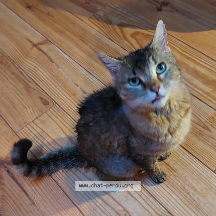 Photo 1/1 M&eacute;lodie Chat lost in Huldenberg