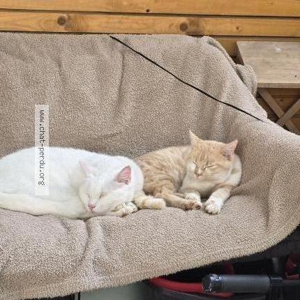 Photo 1/1 Leo Chat lost in Overijse