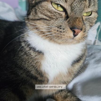 Photo 1/1 Tetra Chat lost in Ermont