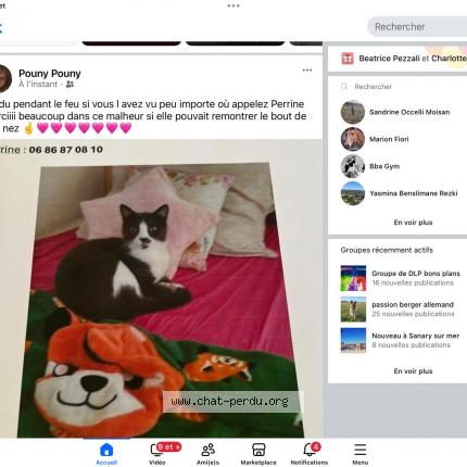 Photo 1/1 Tina Chat lost in Marseille