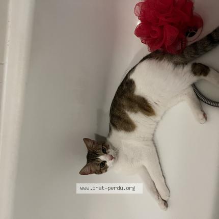 Photo 1/1 Twix Chat lost in Blagnac