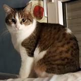 Picture of cat lost at Haguenau