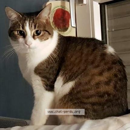 Photo 1/1 Cat reunited Lost in Haguenau