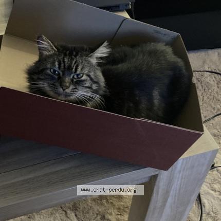 Photo 1/1 Moche Chat lost in Le pontet