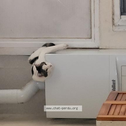 Photo 1/1 T&eacute;tris Chat lost in 59100 roubaix