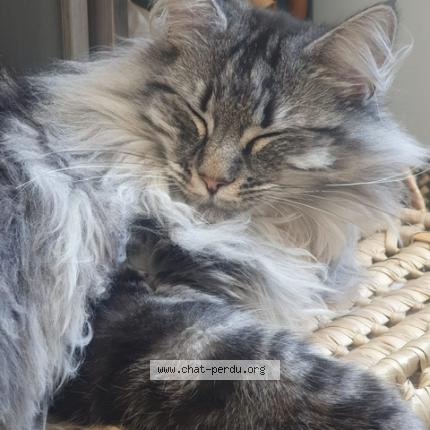 Photo 1/1 ziha Chat lost in Geay