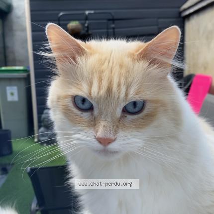 Photo 1/1 Cleo Chat lost in Audruicq