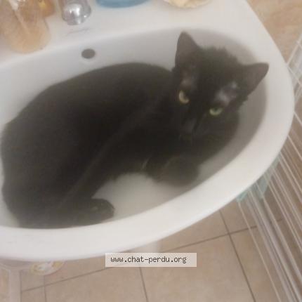 Photo 1/1 Felix Chat lost in Tartas