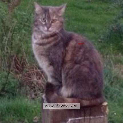 Photo 1/1 Moka Chat lost in Seine port