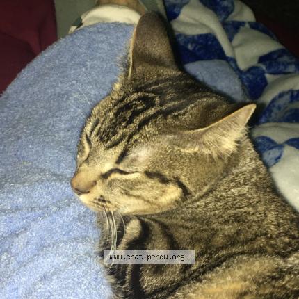 Photo 2/2 Princesse Chat lost in Muret