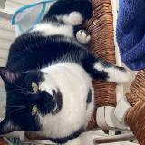 Picture of cat lost at Villeneuve D Ascq