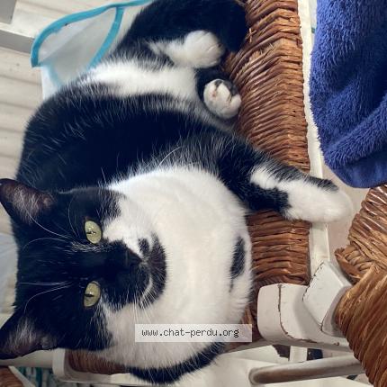 Photo 1/1 Chanel Chat lost in Villeneuve d ascq