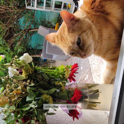 Photo 1/1 Simba Chat lost in Nanterre