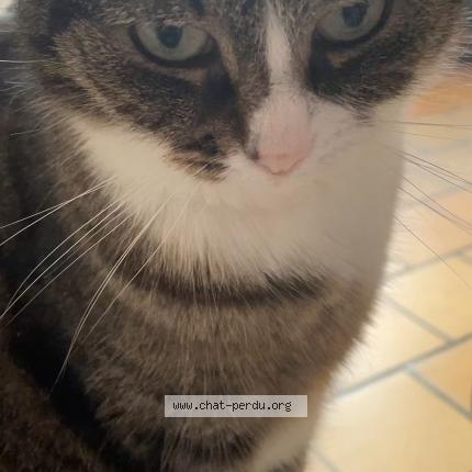 Photo 1/1 Lilou Chat lost in Saint medard en jalles