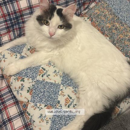 Photo 1/1 Mako Chat lost in Saint andre de cubzac 33240