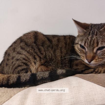 Photo 1/1 baliste Chat lost in Severac d aveyron