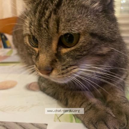 Photo 1/1 bibi Chat lost in St sebastien sur loire