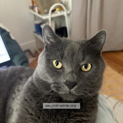 Photo 1/1 Lupin Chat lost in Paris