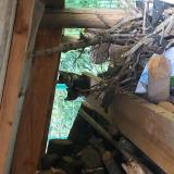 Picture of cat found at 59120 Loos France