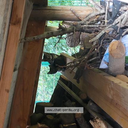 Photo 1/1 Found cat Found in 59120 loos france