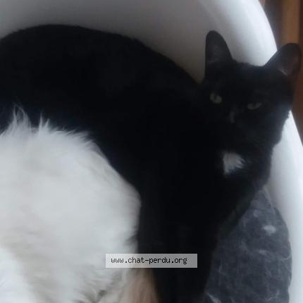 Foto 1/1 Kat teruggevonden Vermist in Woluwe Saint Pierre