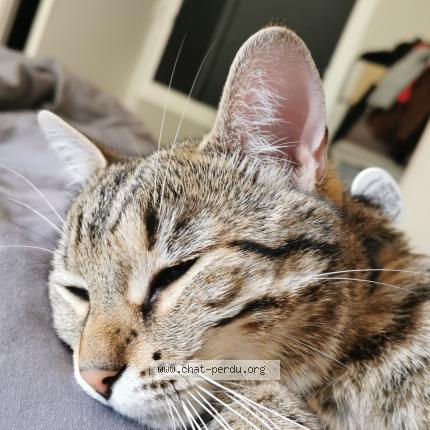 Photo 1/1 Freyja Chat lost in Pithiviers le viel