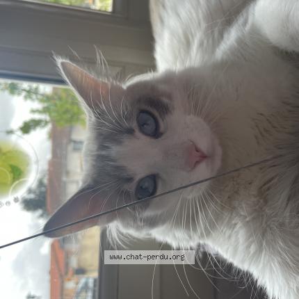 Photo 1/1 Charly Chat lost in Launaguet