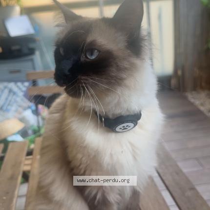 Photo 1/1 Moula Chat lost in Lyon