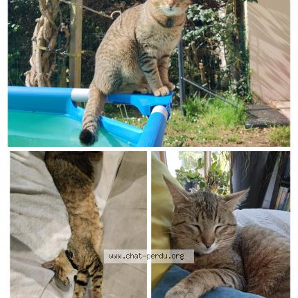 Photo 1/1 Tigrou Chat lost in Clisson