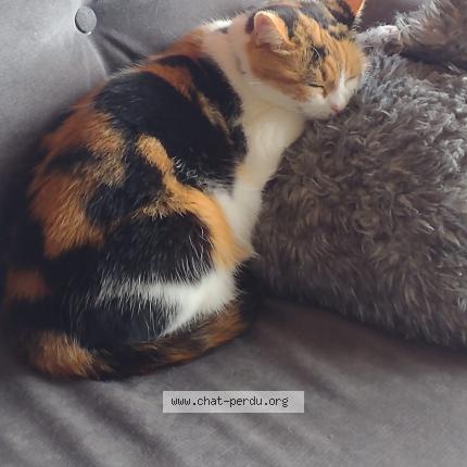 Photo 1/1 Linky Chat lost in Beauzelle