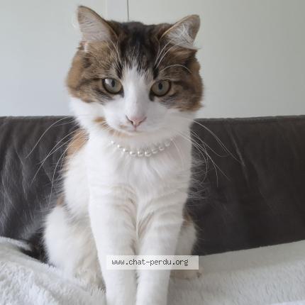 Photo 1/2 Moka Chat lost in Bailleul