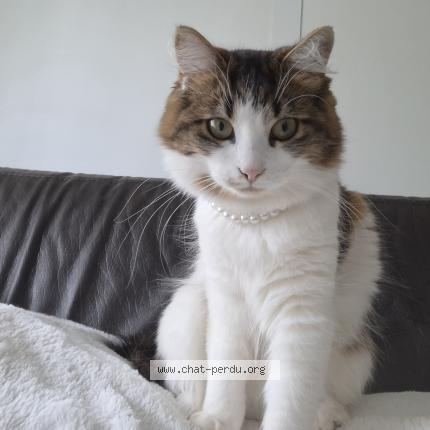 Photo 2/2 Moka Chat lost in Bailleul